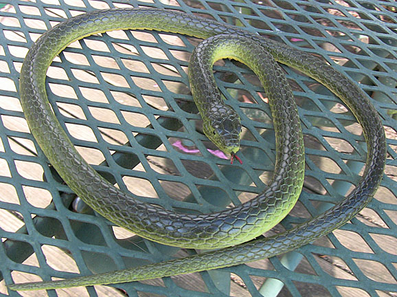 Eastern Yellow Bellied Black Racer