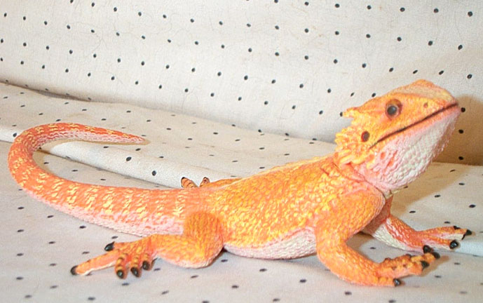 Bearded Dragon - Color Morph