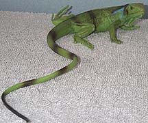 Iguana - Young