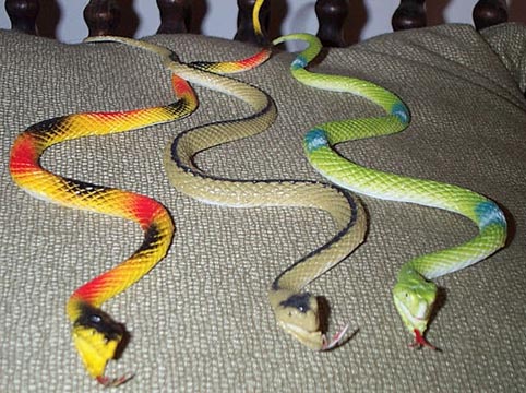 Colorful Pit Vipers - 3