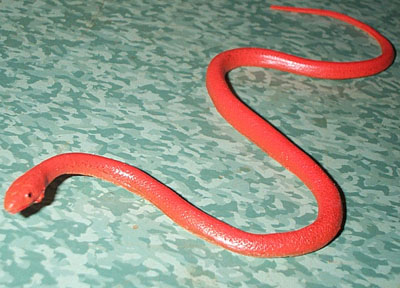 Baby Red Ground Snake - AAA