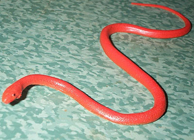 Baby Red Ground Snake - AAA