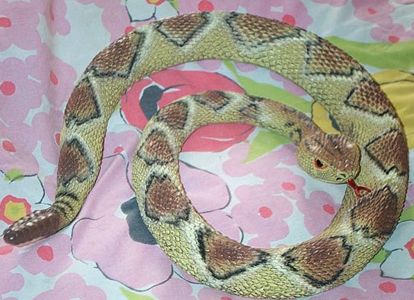 Diamondback Rattlesnake - Coiled - AAA