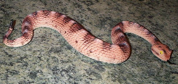 Rattlesnake - Sidewinder