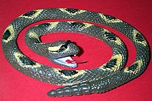 Toy Diamondback Rattlesnake