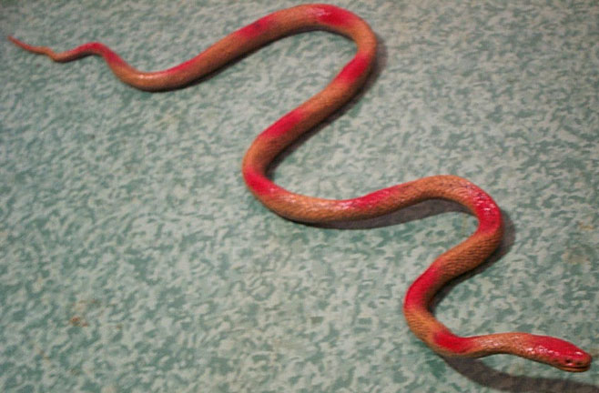 Corn Snake - Young - AAA