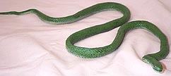 Grass Snake - young - AAA