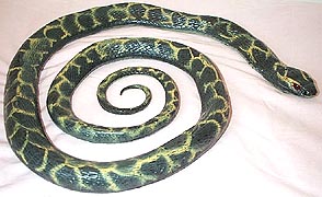 Kingsnake - AAA