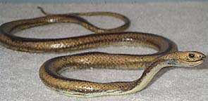 Yellow Rat Snake - AAA