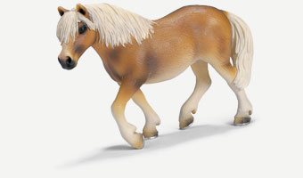 Haflinger Pony Mare