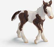 Tinker Foal