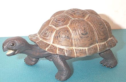 Galapagos Tortoise Baby