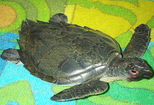 Sea Turtle - Medium - AAA