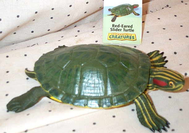 Red Eared Slider