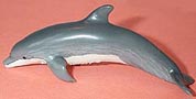 Bottlenose Dolphin Calf
