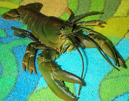Lobster or Crayfish - AAA