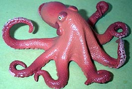 Octopus - Giant Pacific (M)