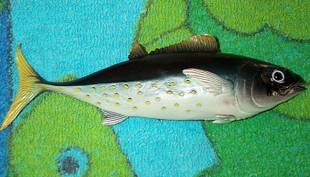 Tuna - AAA