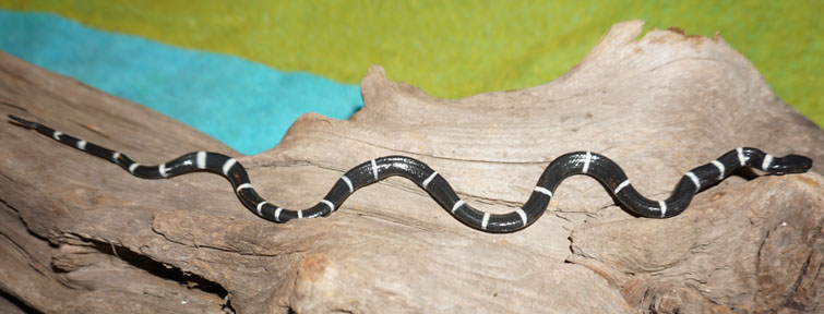 Banded Wolf Snake Baby