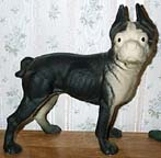 Boston Terrier