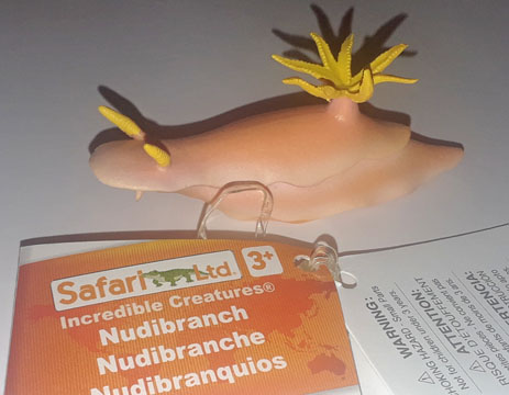 Nudibranch