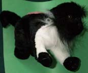 Diana Monkey