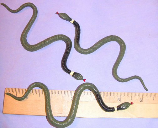 Ringneck Snakes