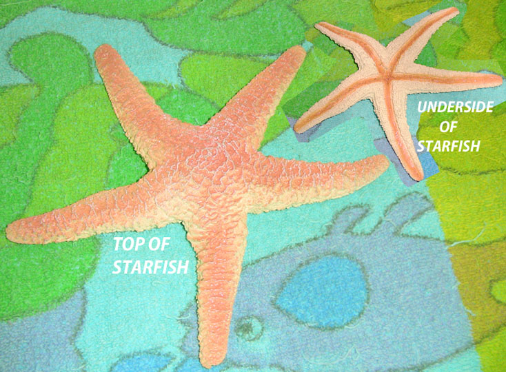 Starfish - Large - AAA