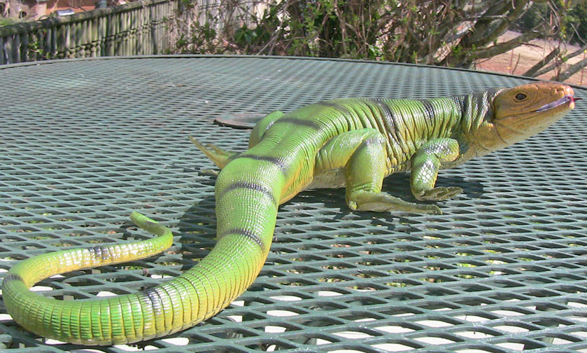 Tegu - Green - AAA