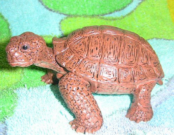 Tortoise - Young - AAA